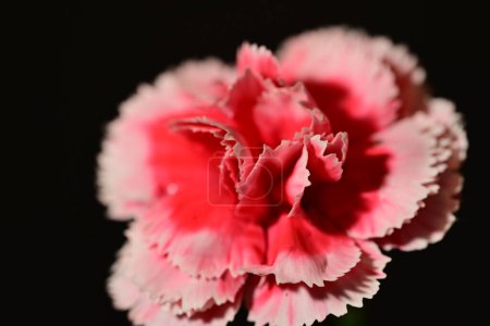 Foto de Primer plano de hermosa flor de clavel sobre fondo oscuro - Imagen libre de derechos