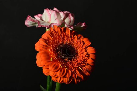 Photo for Close up of beautiful  flowers on black background - Royalty Free Image