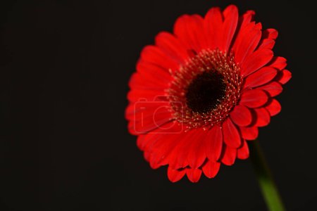 Photo for Close up of beautiful gerbera  flower on dark background - Royalty Free Image