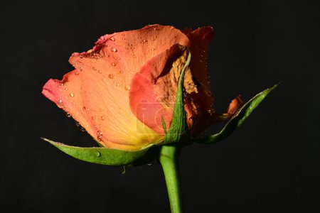 Téléchargez les photos : Close up of beautiful rose flower on dark background - en image libre de droit