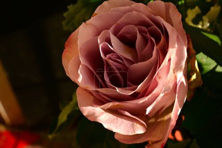 Téléchargez les photos : Close up of beautiful rose  flower on dark background - en image libre de droit