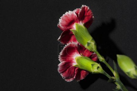 Téléchargez les photos : Gros plan de belles fleurs, plan studio - en image libre de droit