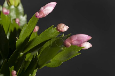 Foto de Primer plano de hermosas flores rosadas, plano de estudio - Imagen libre de derechos
