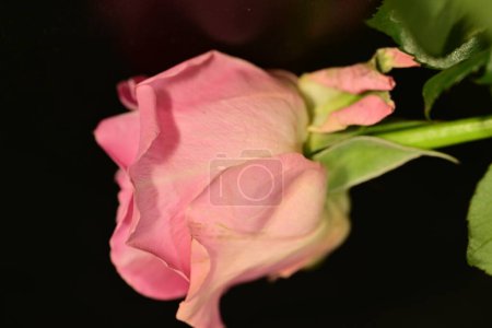 Foto de Close up of beautiful rose flower on dark background - Imagen libre de derechos