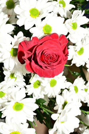 Foto de Primer plano de hermosas flores, plano de estudio - Imagen libre de derechos