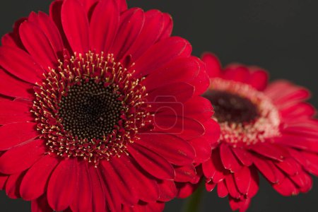 Foto de Primer plano de hermosas flores, plano de estudio - Imagen libre de derechos