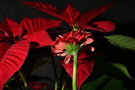Téléchargez les photos : Gros plan de belles fleurs à feuilles rouges et gerbera, plan studio - en image libre de droit