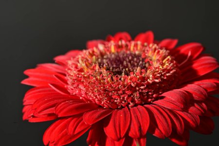 Foto de Primer plano de hermosa flor de gerberas, plano de estudio - Imagen libre de derechos