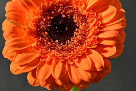 Photo for Close up of beautiful gerbera  flower, studio shot - Royalty Free Image