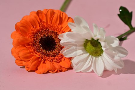 Téléchargez les photos : Gros plan de belles fleurs, plan studio - en image libre de droit