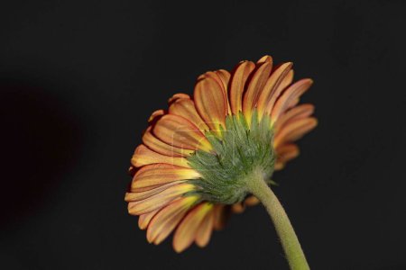 Foto de Primer plano de hermosa flor de gerberas, plano de estudio - Imagen libre de derechos