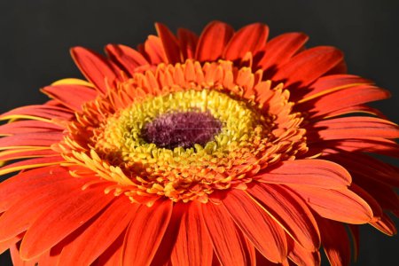 Foto de Close up of beautiful gerbera flower on dark background - Imagen libre de derechos