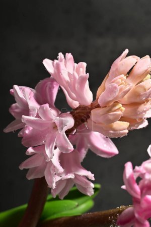 Photo for Close up of beautiful pink flowers, studio shot - Royalty Free Image