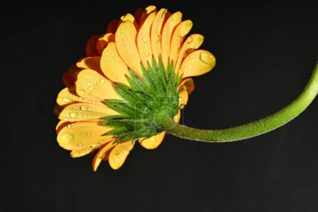 Téléchargez les photos : Close up of beautiful gerbera flower on dark background - en image libre de droit