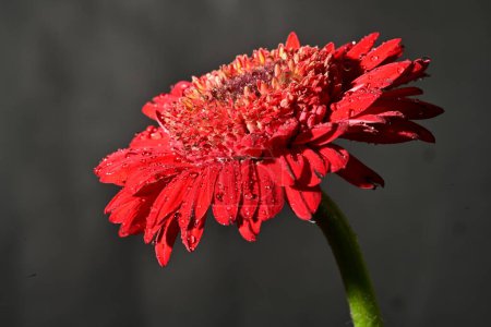 Photo for Close up of beautiful gerbera flower on dark background - Royalty Free Image
