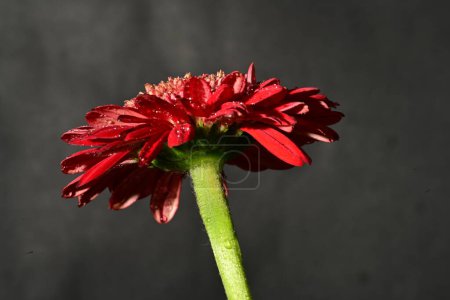 Foto de Close up of beautiful gerbera flower on dark background - Imagen libre de derechos