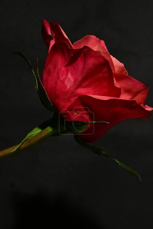 Téléchargez les photos : Gros plan de belle fleur rose vif sur fond sombre - en image libre de droit