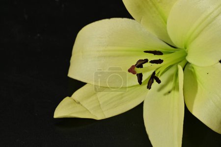 Foto de Primer plano de hermosa flor de lirio sobre fondo oscuro - Imagen libre de derechos