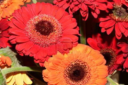 Téléchargez les photos : Gros plan de belles fleurs lumineuses - en image libre de droit