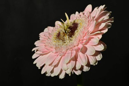 Photo for Close up of beautiful gerbera  flower - Royalty Free Image