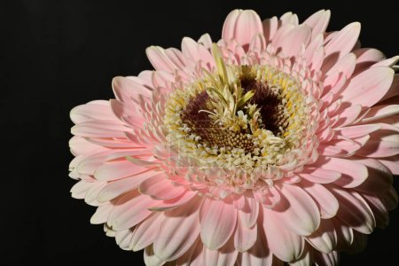 Photo for Close up of beautiful gerbera  flower - Royalty Free Image