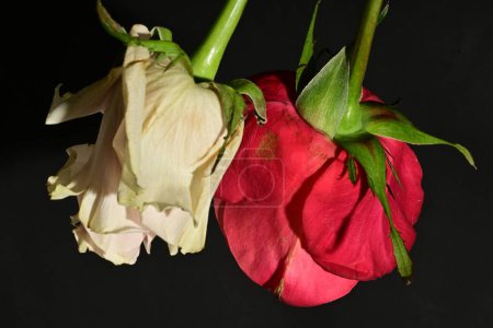 Téléchargez les photos : Gros plan de belles roses lumineuses fleurs - en image libre de droit