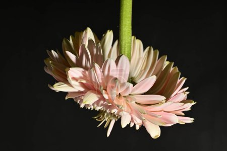 Foto de Close up of beautiful gerbera  flower on dark background - Imagen libre de derechos