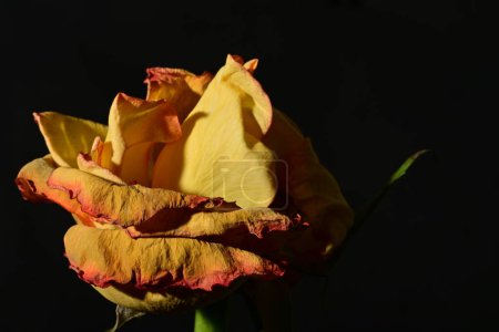 Foto de Rosa amarilla sobre fondo negro. - Imagen libre de derechos