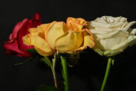 Téléchargez les photos : Gros plan de belles roses lumineuses fleurs - en image libre de droit