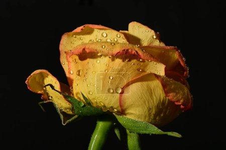 Téléchargez les photos : Rose jaune sur fond noir. - en image libre de droit