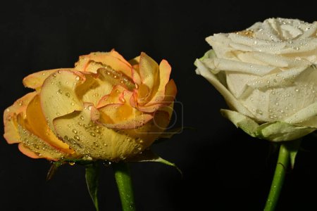 Photo for Beautiful rose flowers on black background - Royalty Free Image