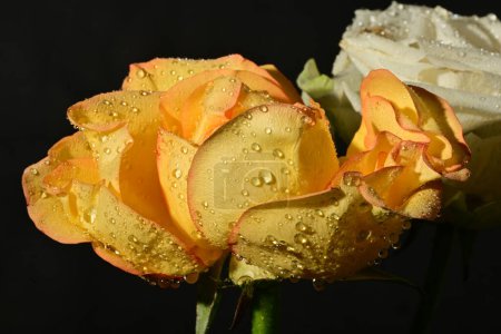Photo for Beautiful rose flowers on black background - Royalty Free Image