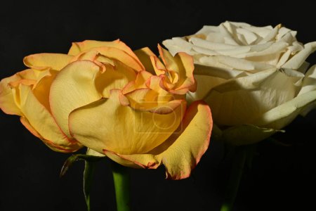 Foto de Hermosas flores de rosa sobre fondo negro - Imagen libre de derechos