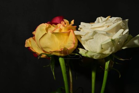 Foto de Hermosas flores de rosa sobre fondo negro - Imagen libre de derechos