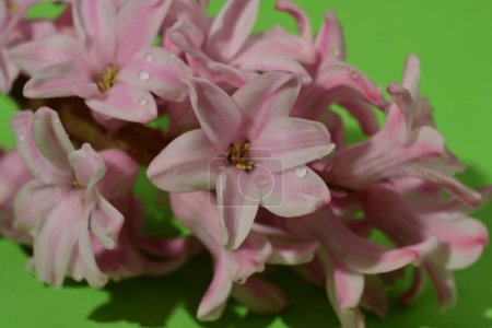 Foto de Primer plano de hermosas flores rosadas, plano de estudio - Imagen libre de derechos