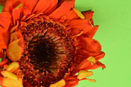 Téléchargez les photos : Gros plan de belle fleur de gerbera - en image libre de droit