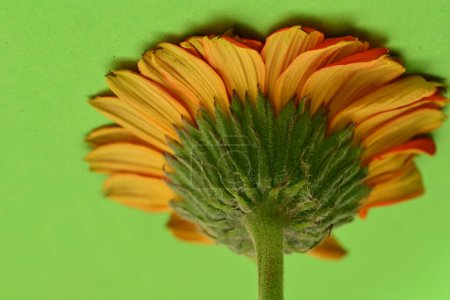 Photo for Close up of beautiful gerbera flower - Royalty Free Image