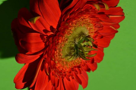 Téléchargez les photos : Gros plan de belle fleur de gerbera sur fond vert - en image libre de droit