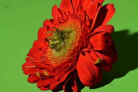 Foto de Primer plano de hermosa flor de gerberas sobre fondo verde - Imagen libre de derechos