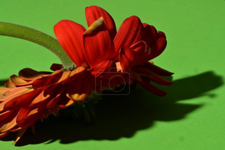 Foto de Primer plano de hermosa flor de gerberas sobre fondo verde - Imagen libre de derechos