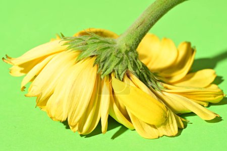 Téléchargez les photos : Gros plan de belle fleur de gerbera sur fond vert - en image libre de droit