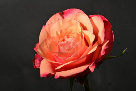 Foto de Primer plano de hermosa flor de rosa, plano de estudio - Imagen libre de derechos