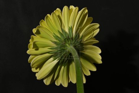 Téléchargez les photos : Gros plan de belle fleur de gerbera, plan studio - en image libre de droit