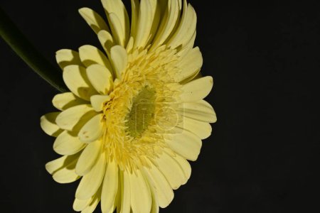 Photo for Close up of beautiful gerbera flower, studio shot - Royalty Free Image