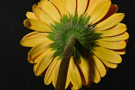 Photo for Close up of beautiful gerbera flower, studio shot - Royalty Free Image