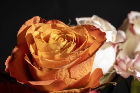 Téléchargez les photos : Gros plan de belles fleurs sur fond isolé - en image libre de droit