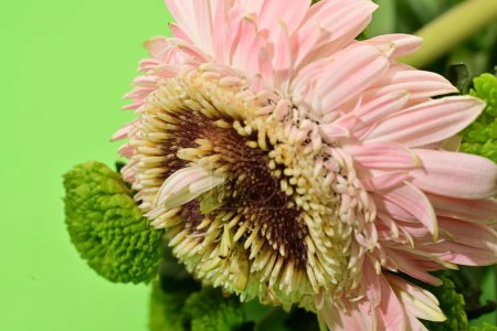 Foto de Primer plano de hermosas flores sobre fondo aislado - Imagen libre de derechos