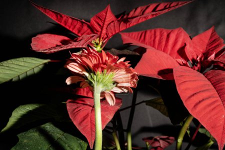 Foto de Hermosa flor y hojas rojas, vista de cerca - Imagen libre de derechos