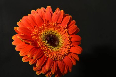 Photo for Close up of beautiful gerbera flower on isolated background - Royalty Free Image