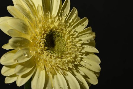 Téléchargez les photos : Gros plan de belle fleur de gerbera sur fond isolé - en image libre de droit